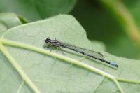 Coenagrion puella