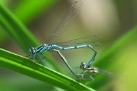 Coenagrion puella