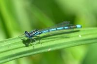 Coenagrion puella