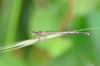 Platycnemis pennipes