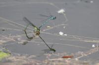 Erythromma lindenii