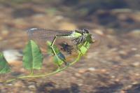 Ischnura elegans