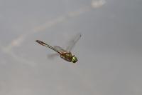 Cordulia aenea