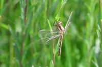 Orthetrum albistylum