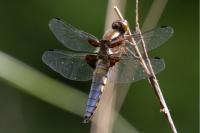 Libellula depressa
