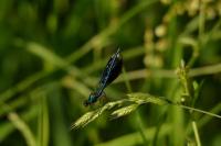 Calopteryx splendens