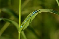 Coenagrion puella
