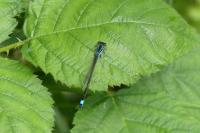 Ischnura elegans