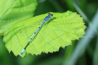 Coenagrion puella