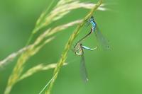 Ischnura elegans