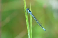 Coenagrion scitulum