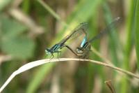 Ischnura elegans