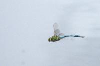 Anax imperator