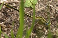 Gomphus pulchellus