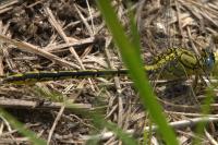 Gomphus pulchellus