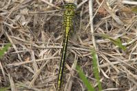 Gomphus pulchellus