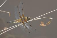 Libellula quadrimaculata