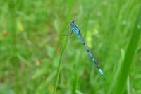 Enallagma cyathigerum