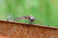 Libellula fulva