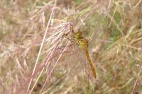 Sympetrum meridionale