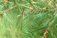 Chalcolestes viridis
