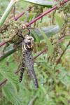 Cordulegaster boltonii