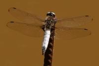Libellula fulva