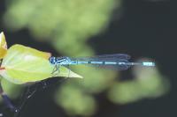 Coenagrion puella