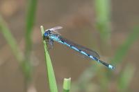 Erythromma lindenii