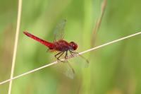 Crocothemis erythraea