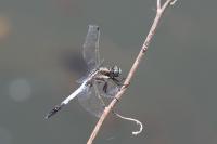 Orthetrum albistylum