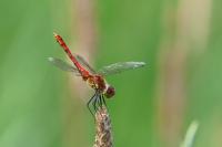 Sympetrum sanguineum