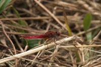 Crocothemis erythraea