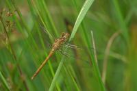 Sympetrum striolatum