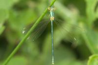 Lestes virens