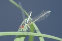Erythromma viridulum