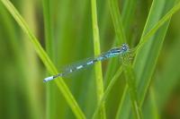 Coenagrion scitulum