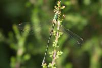 Lestes virens