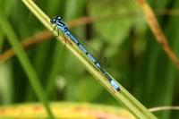 Coenagrion puella