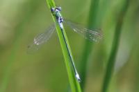 Lestes sponsa