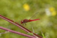 Crocothemis erythraea
