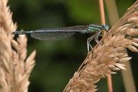 Platycnemis pennipes