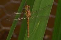 Sympetrum striolatum