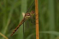 Sympetrum striolatum