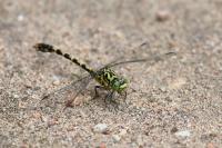 Onychogomphus forcipatus