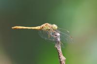 Sympetrum meridionale
