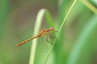 Sympetrum meridionale