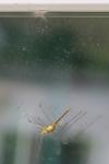 Sympetrum meridionale