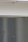 Platycnemis pennipes