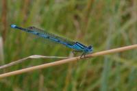 Erythromma lindenii